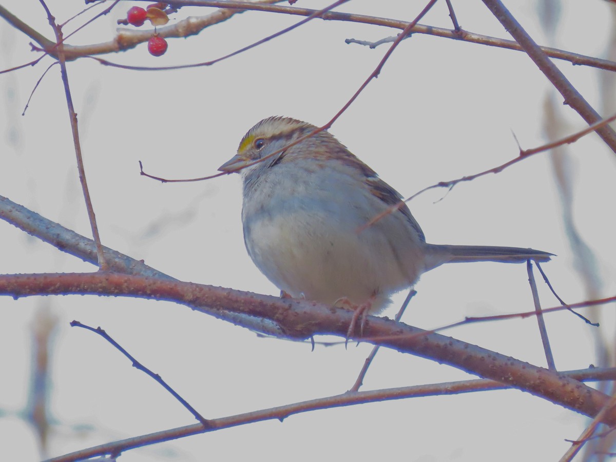 White-throated Sparrow - ML190428731