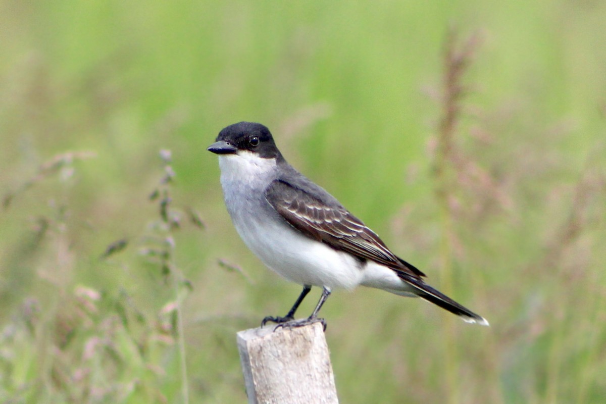 Eastern Kingbird - ML190429701