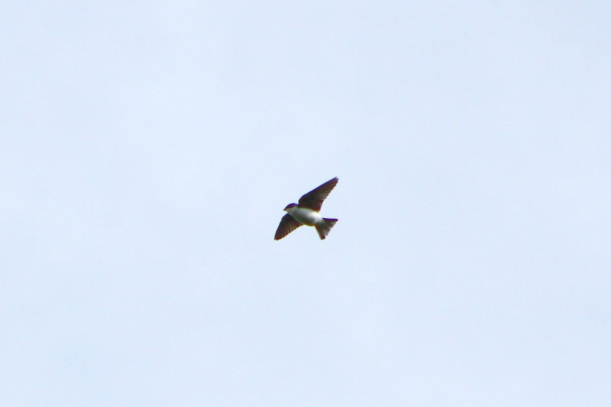 Golondrina Bicolor - ML190429741