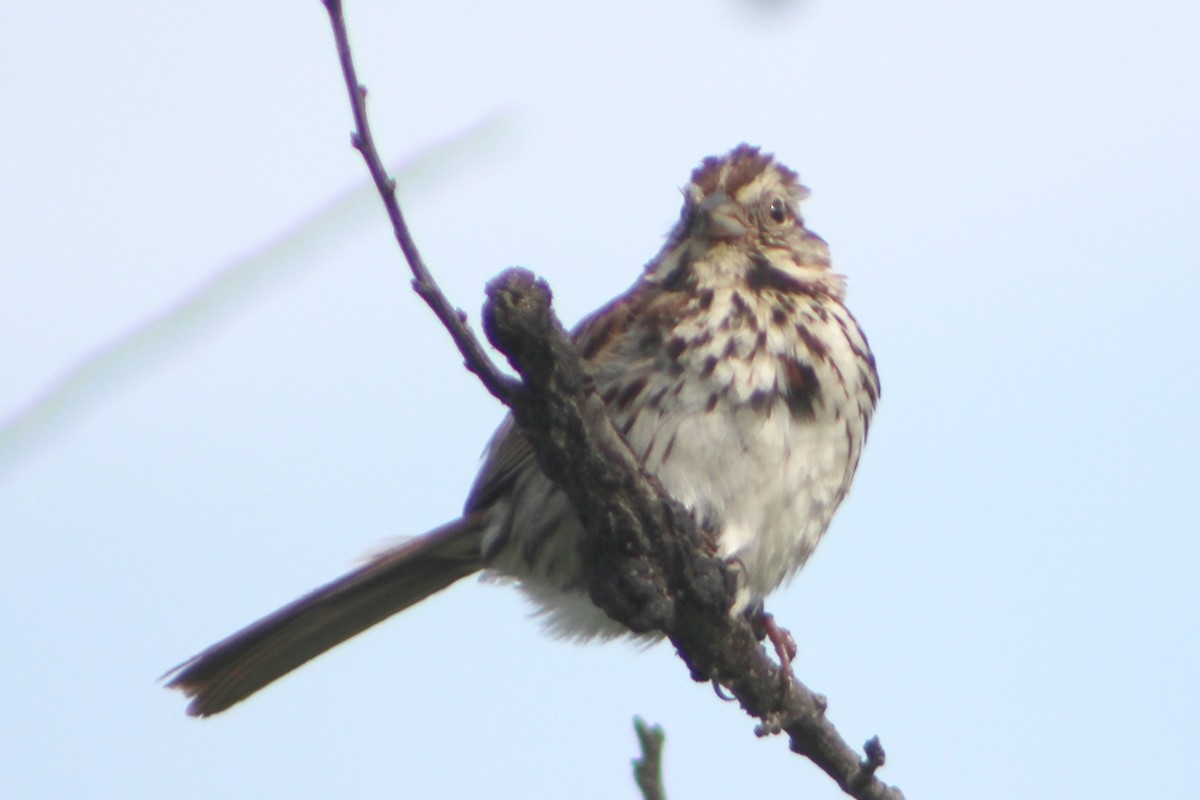 Song Sparrow - ML190430081