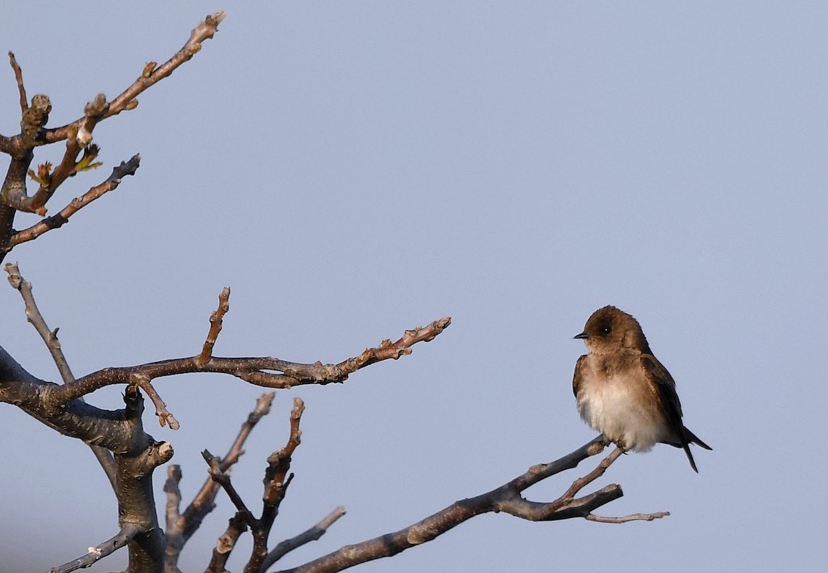 Northern Rough-winged Swallow - ML190430231