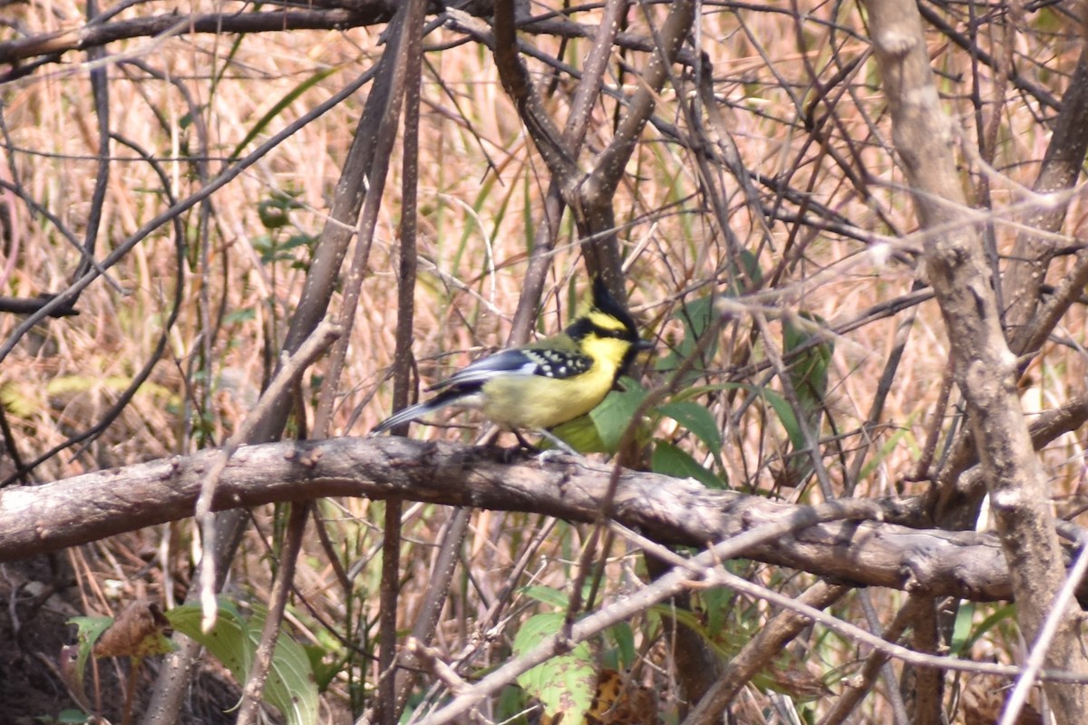 Himalayan Black-lored Tit - ML190430481