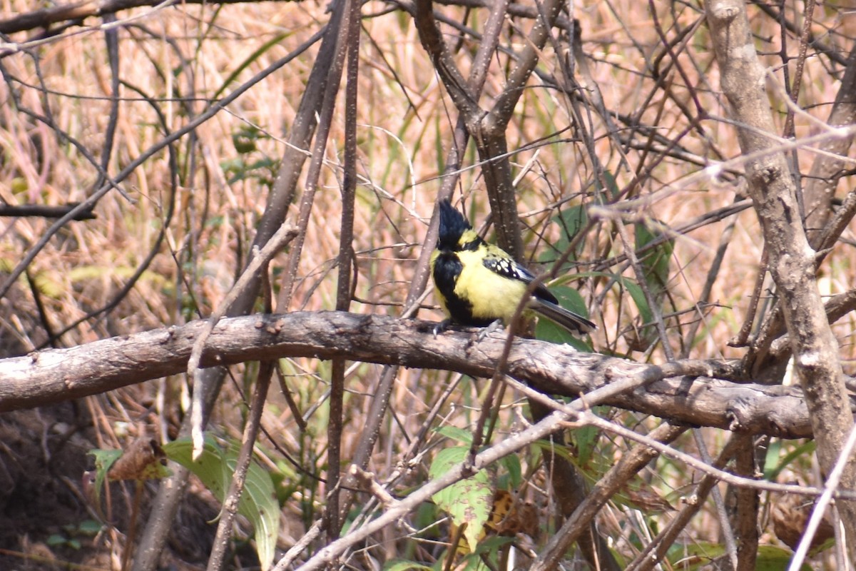 Himalayan Black-lored Tit - ML190430511