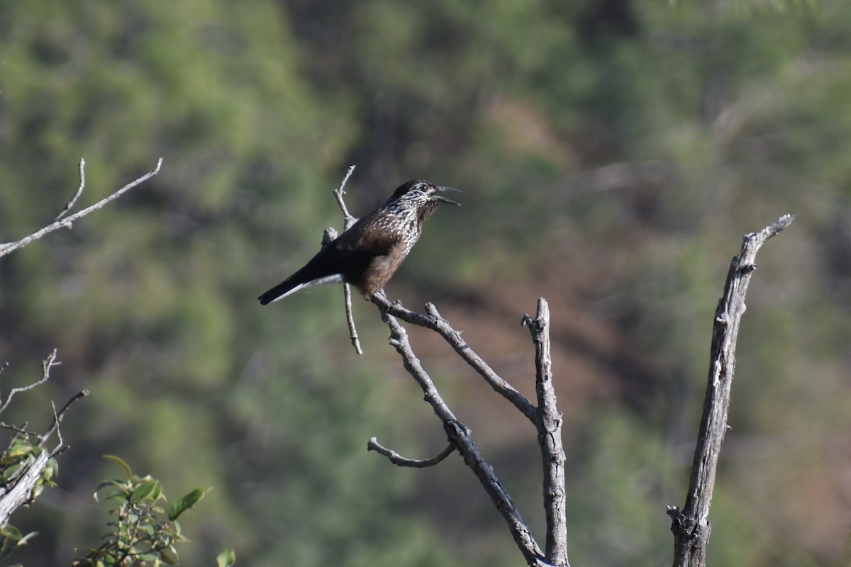 Eurasian Nutcracker - ML190430791