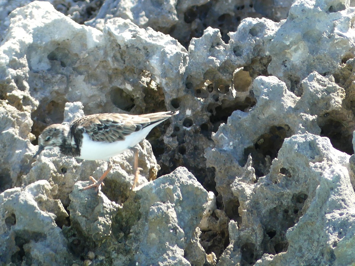 Ruddy Turnstone - ML190430931