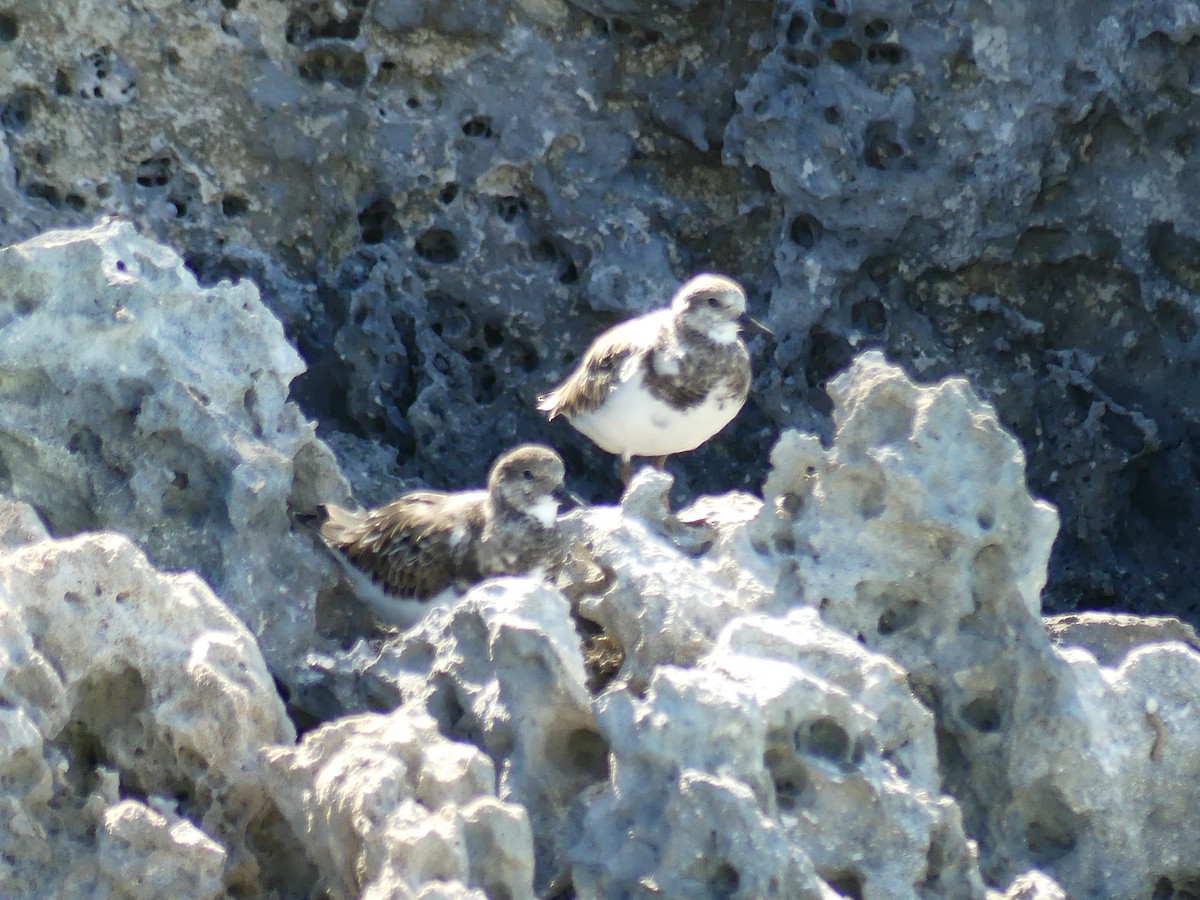 Ruddy Turnstone - ML190430941