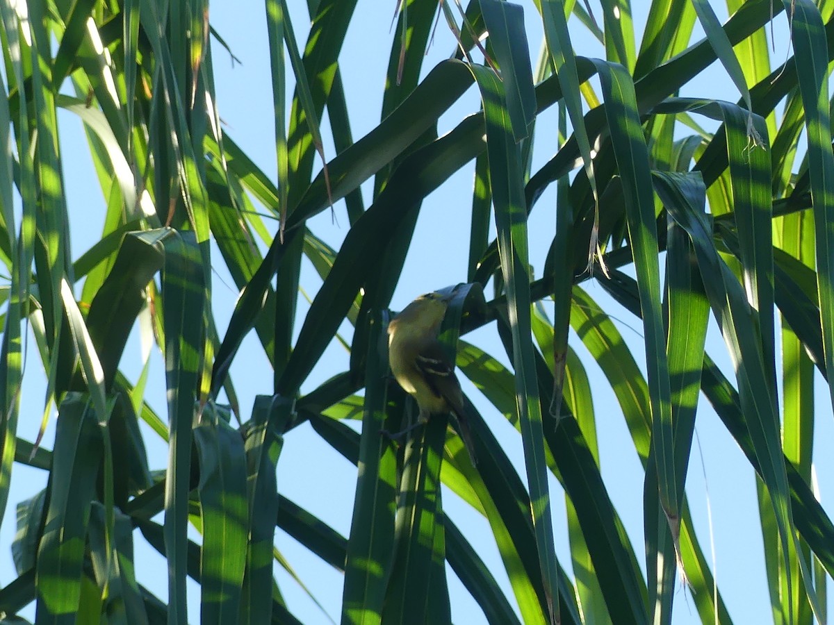 Thick-billed Vireo - Lisa Edwards