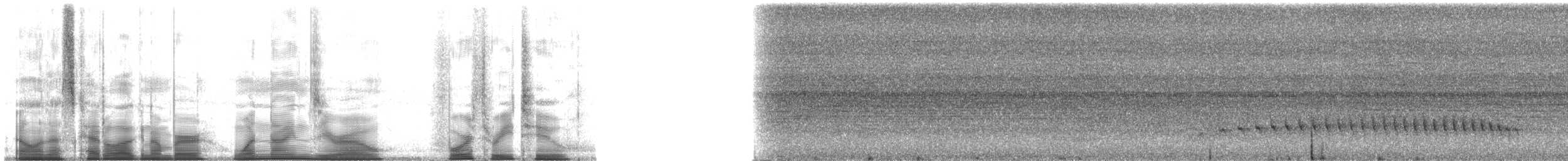 skjeggmaursmett (obscura) - ML190432