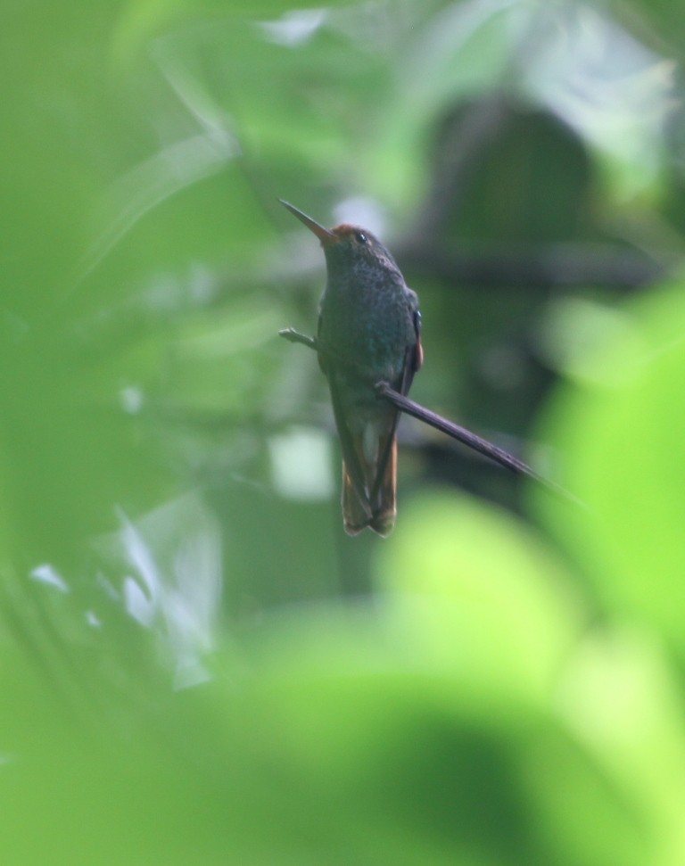 Pirre Hummingbird - ML190432951