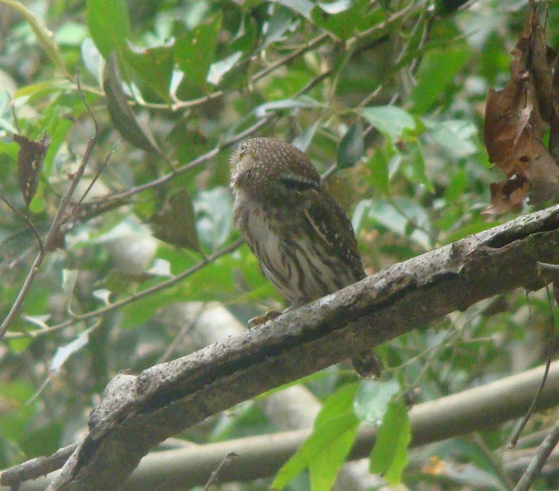 Ferruginous Pygmy-Owl - Steve Patmore