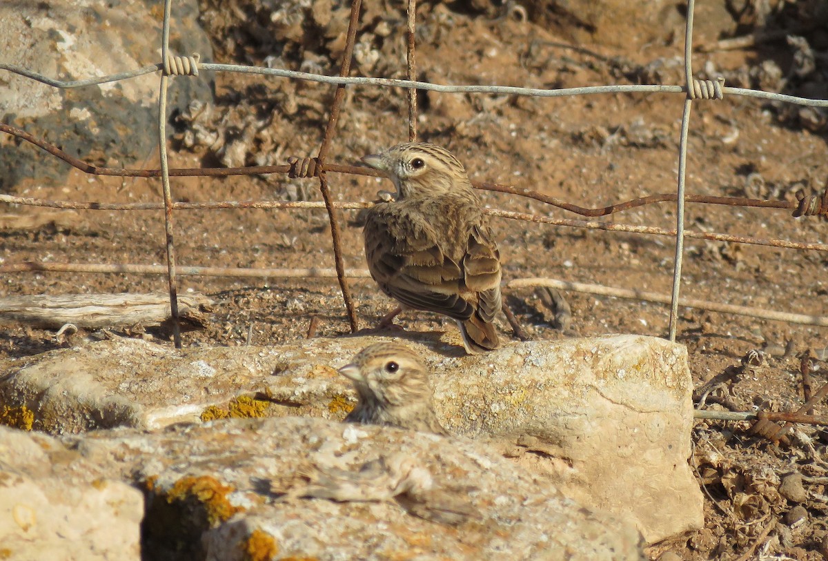 Mediterranean Short-toed Lark - ML190433421