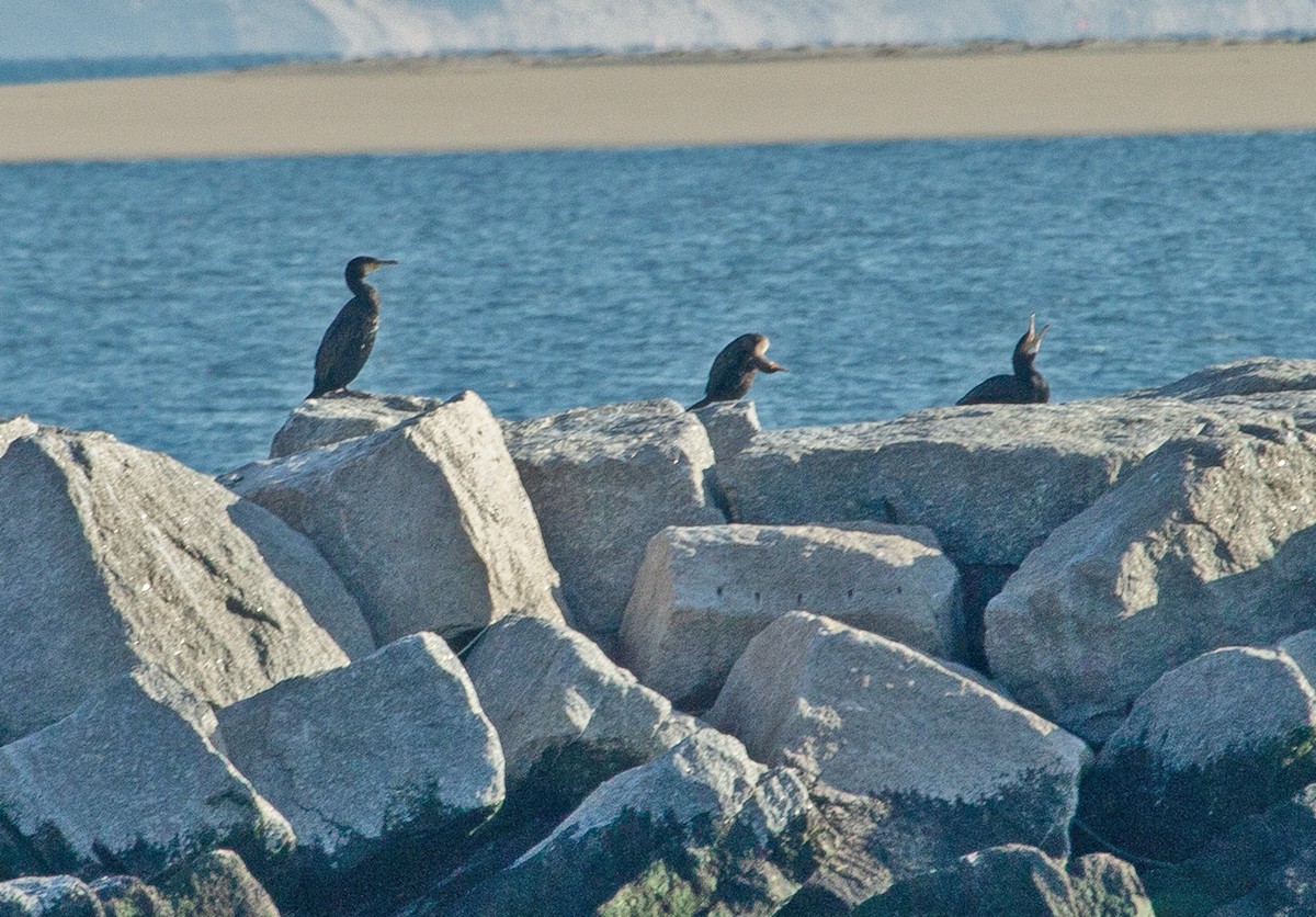 Great Cormorant - Krzysztof Kurylowicz