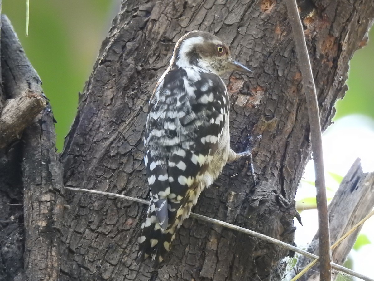 Brown-capped Pygmy Woodpecker - ML190436881
