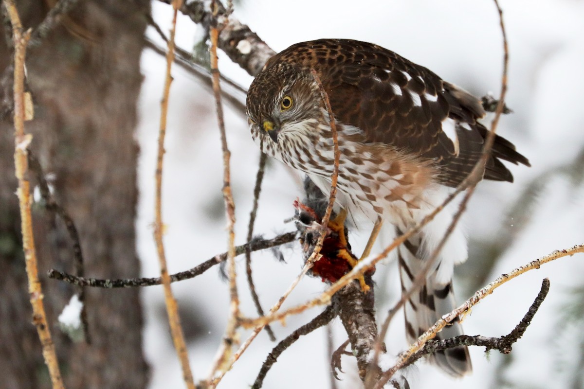 Sharp-shinned Hawk - ML190438731