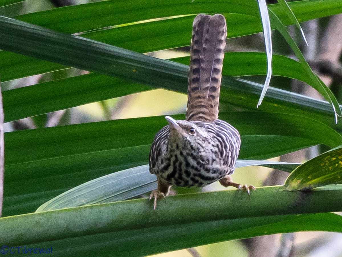 Band-backed Wren - ML190439491