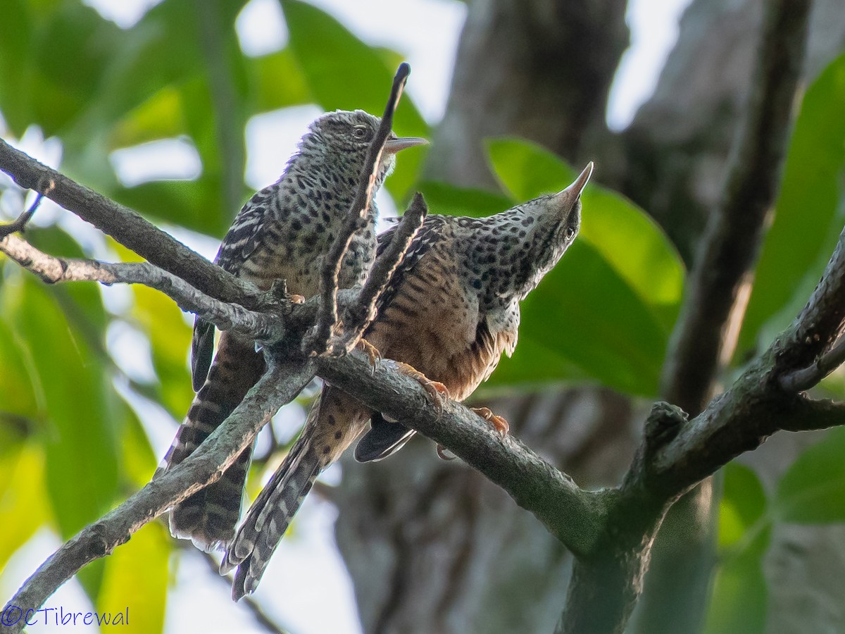 Band-backed Wren - ML190439501