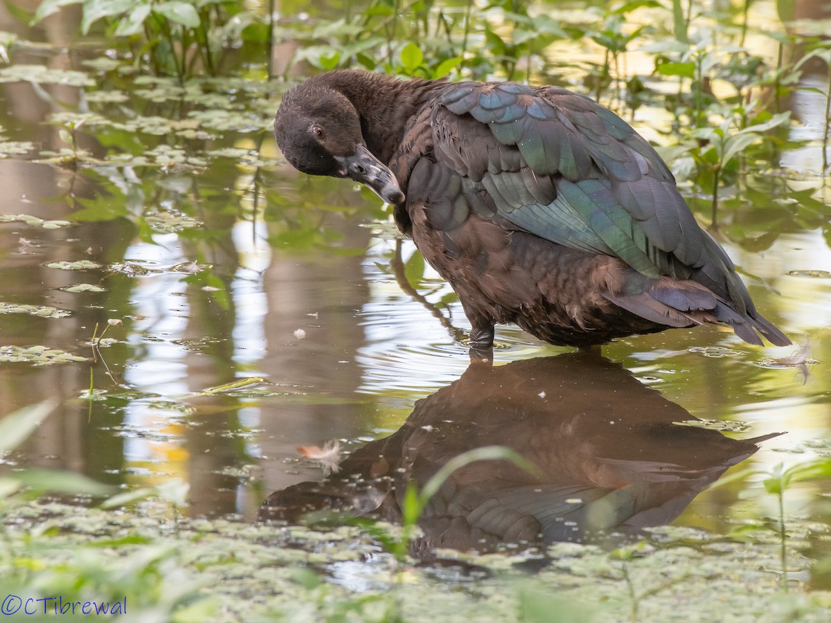 Muscovy Duck - ML190439761