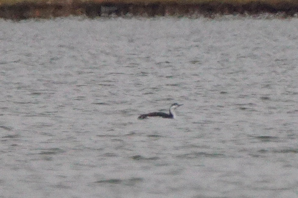 Red-throated Loon - ML190440521