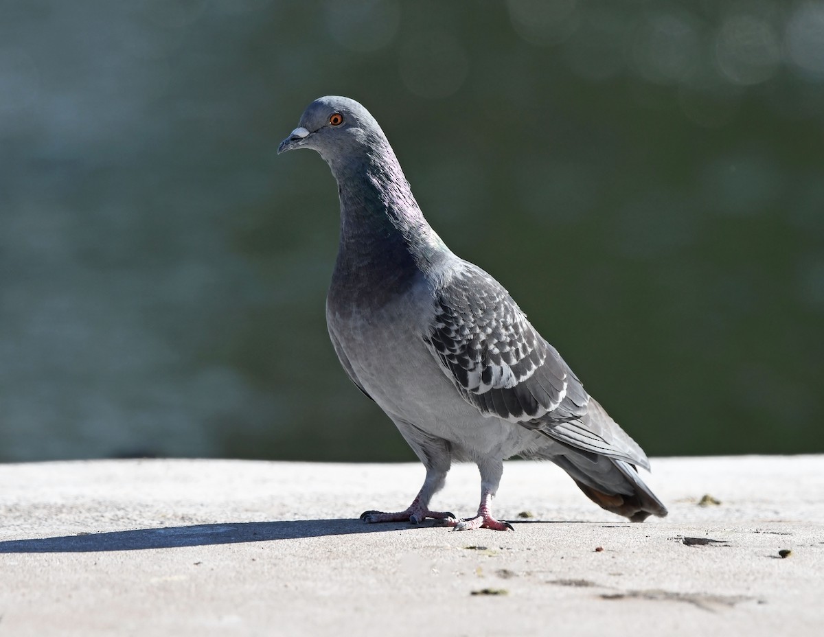 Rock Pigeon (Feral Pigeon) - Jack  Bushong