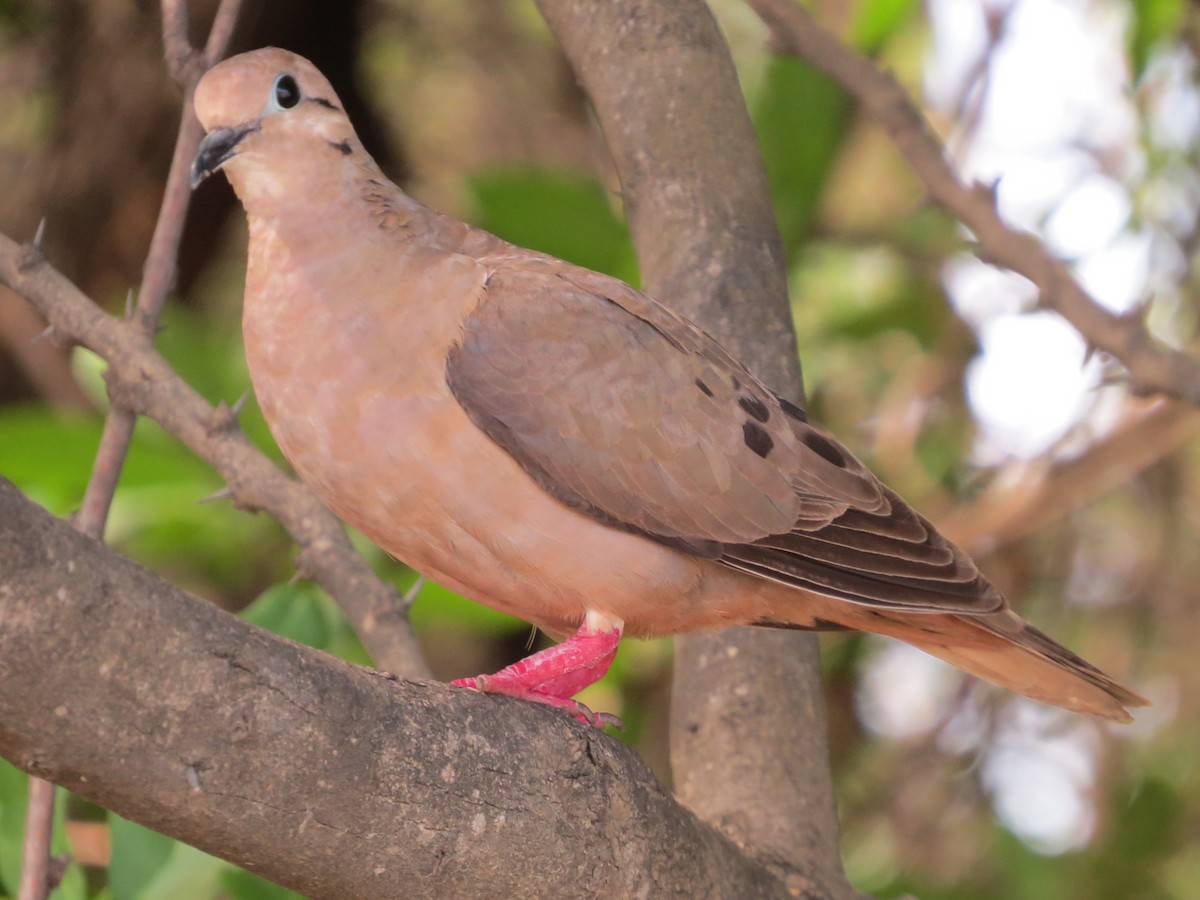 Eared Dove - Kevin Keirn