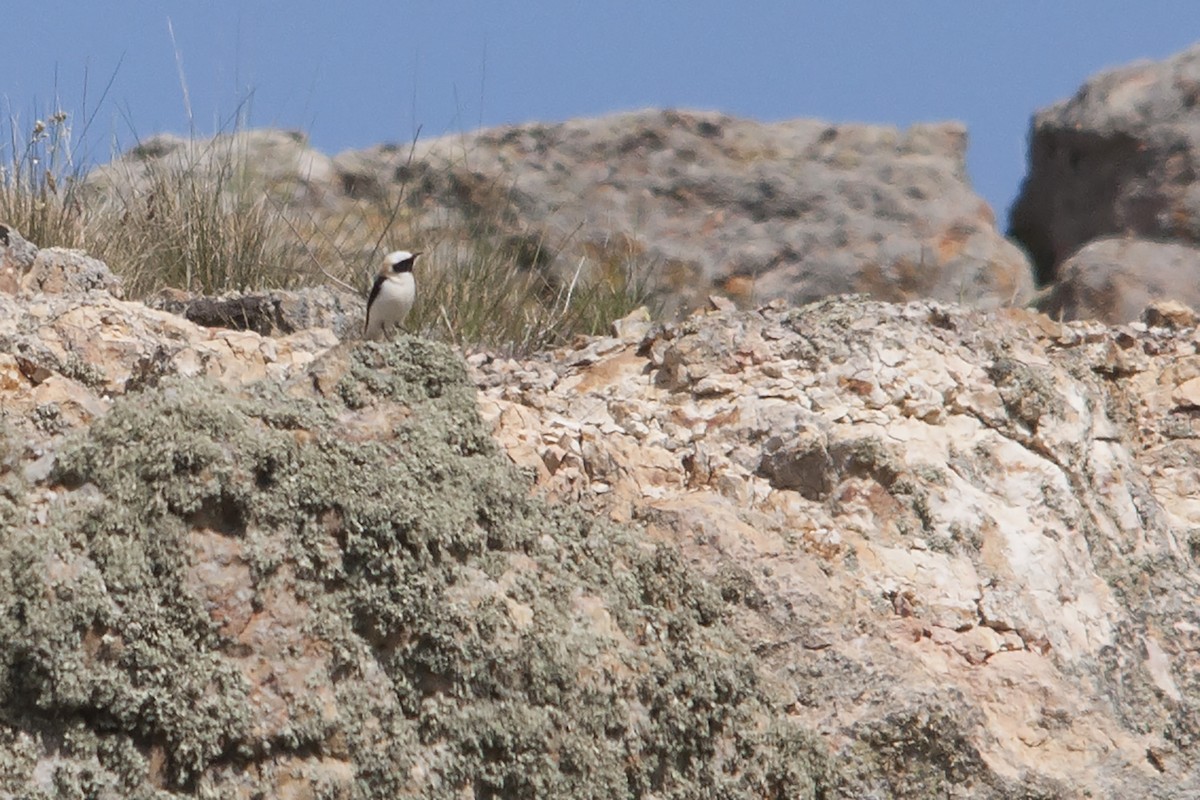 Western Black-eared Wheatear - ML190442781