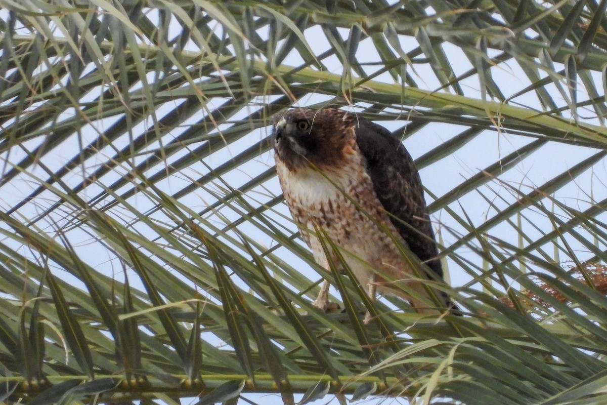 Red-tailed Hawk - ML190443351