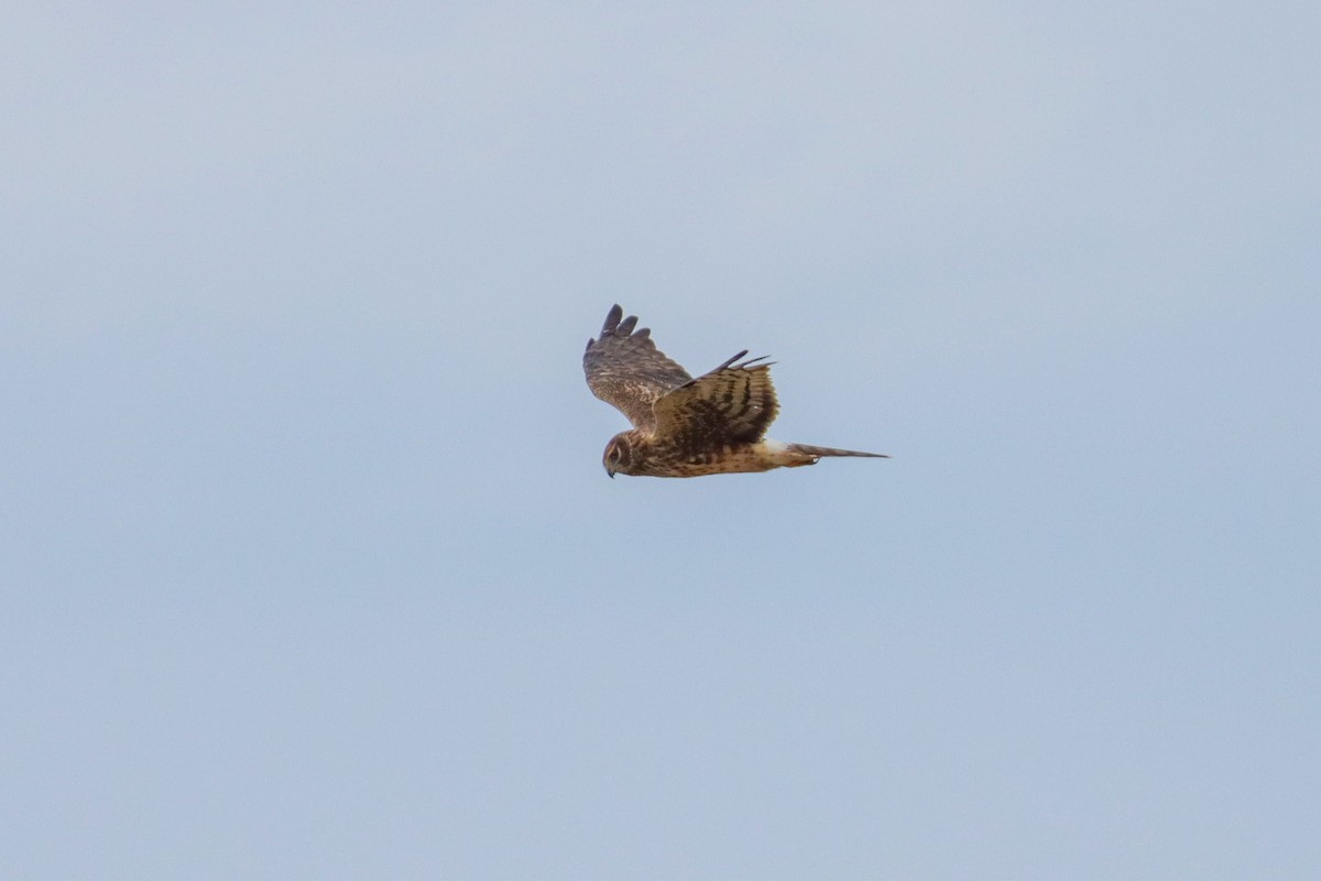 Northern Harrier - Tommy Pedersen