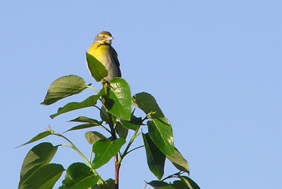 Dickcissel d'Amérique - ML190444081