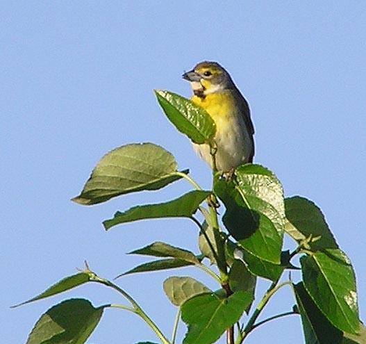 Dickcissel d'Amérique - ML190444091