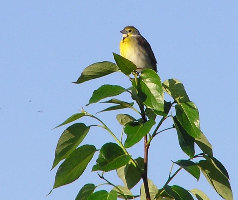 Dickcissel d'Amérique - ML190444111