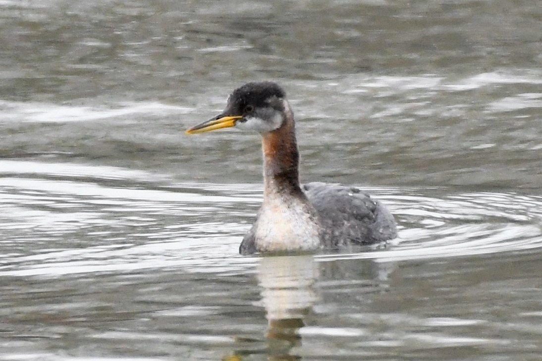 Red-necked Grebe - josh Ketry