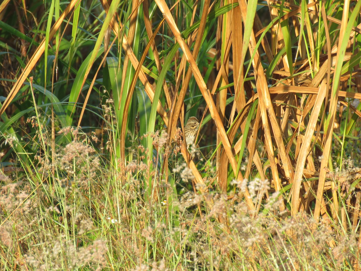 Lincoln's Sparrow - ML190446591