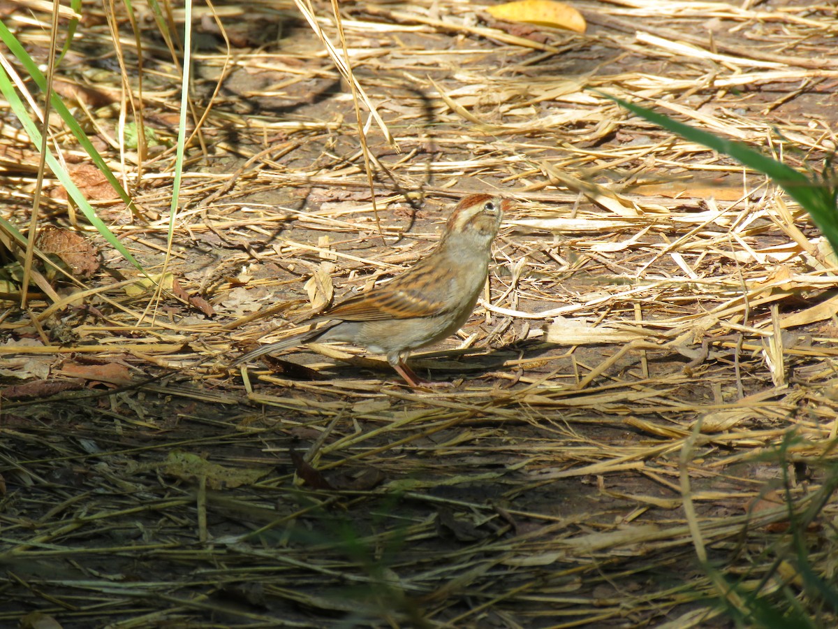 Chipping Sparrow - ML190448071