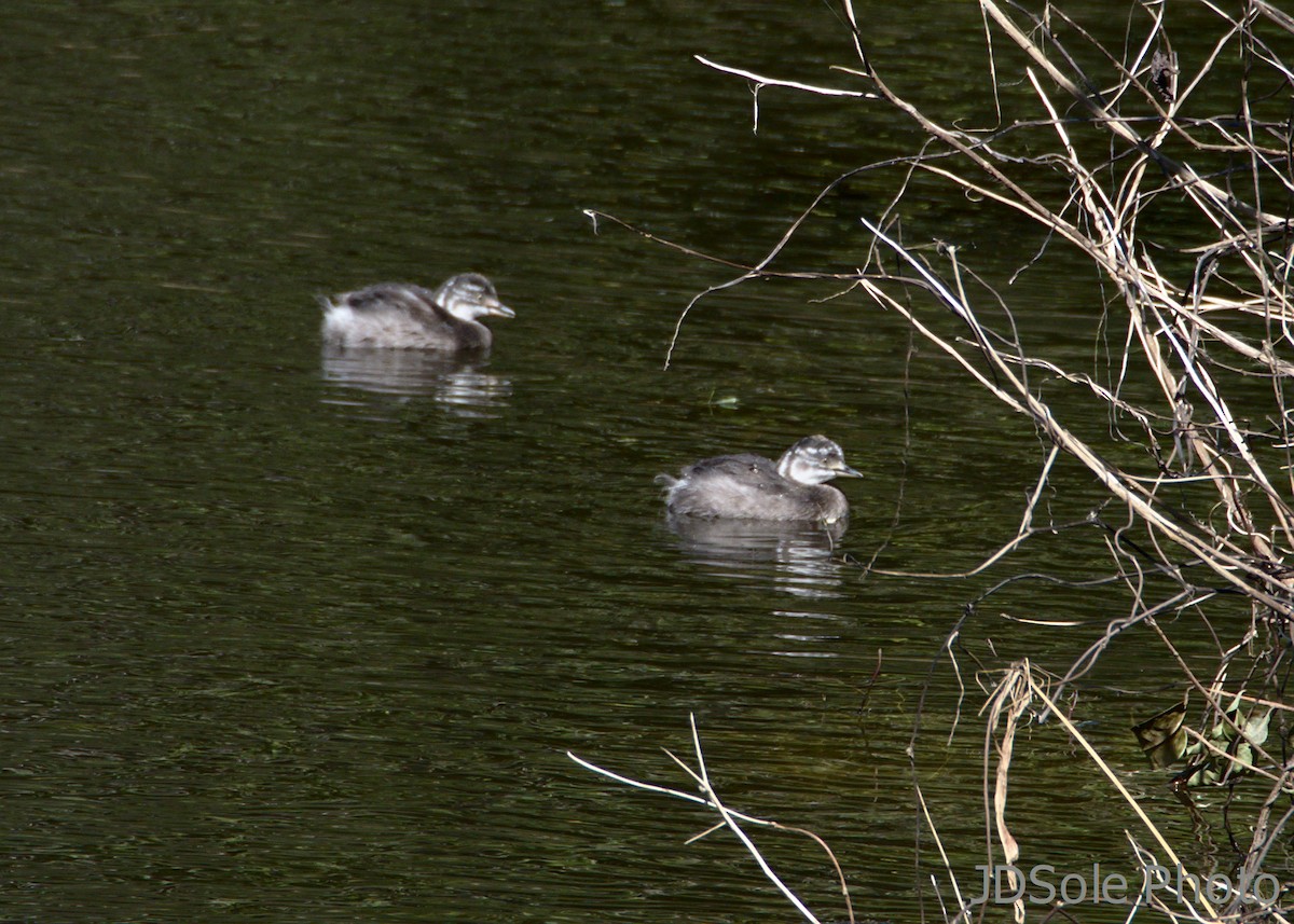 Least Grebe - Jeffery Sole