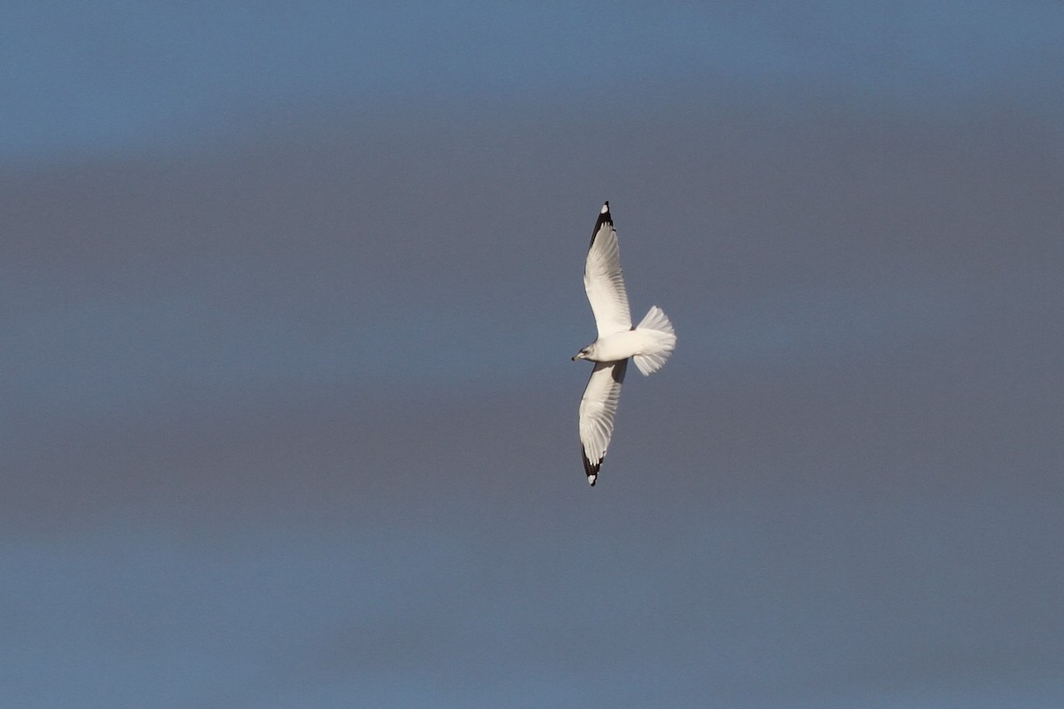 Ring-billed Gull - ML190451241