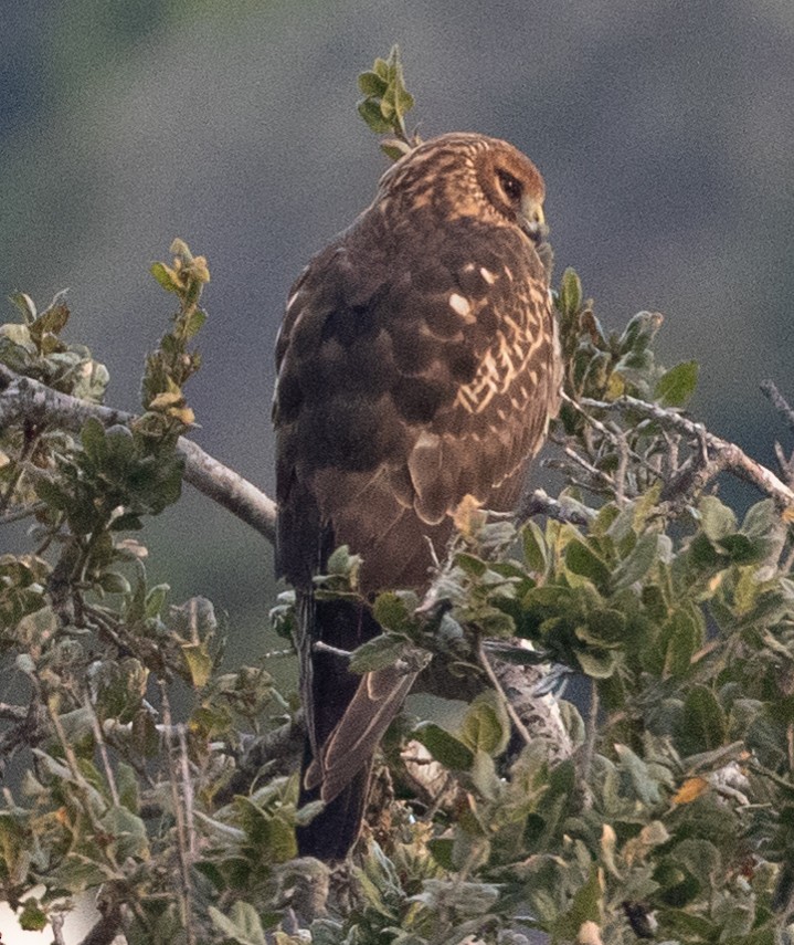 Northern Harrier - ML190452011