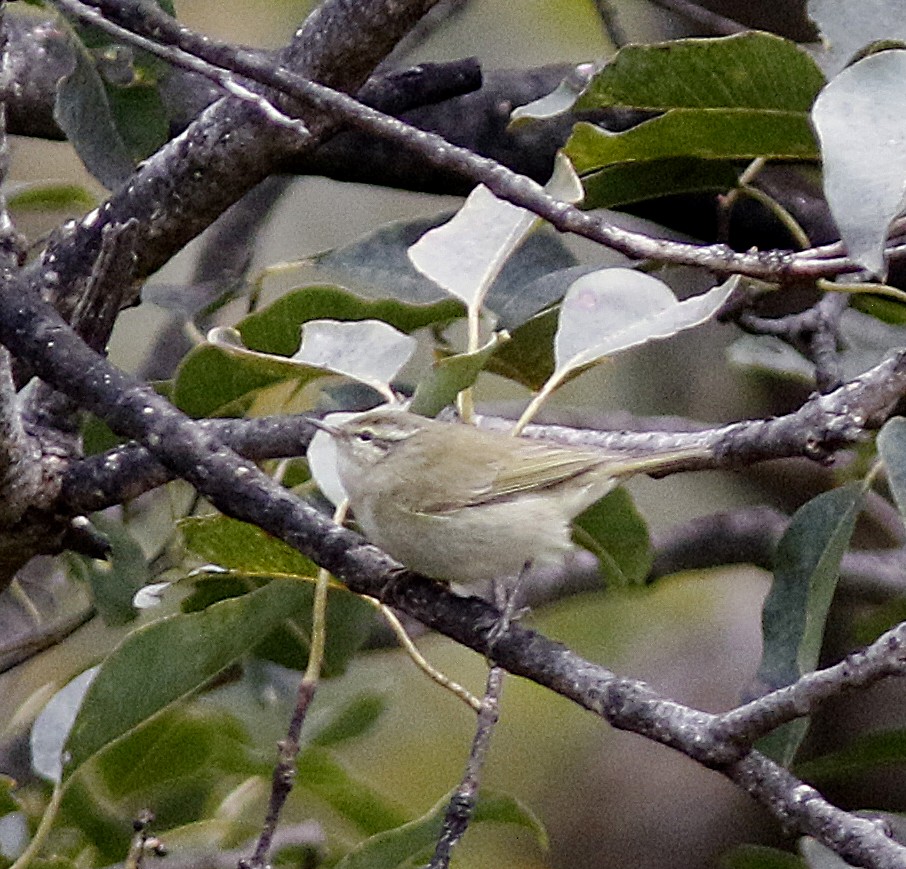 Tytler's Leaf Warbler - ML190452031