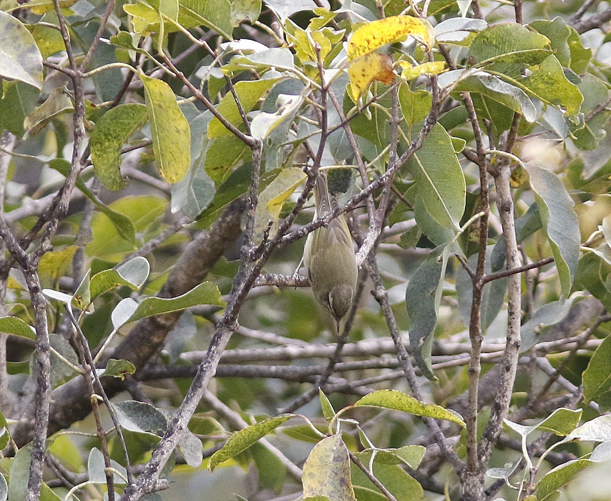 Tytler's Leaf Warbler - ML190452191