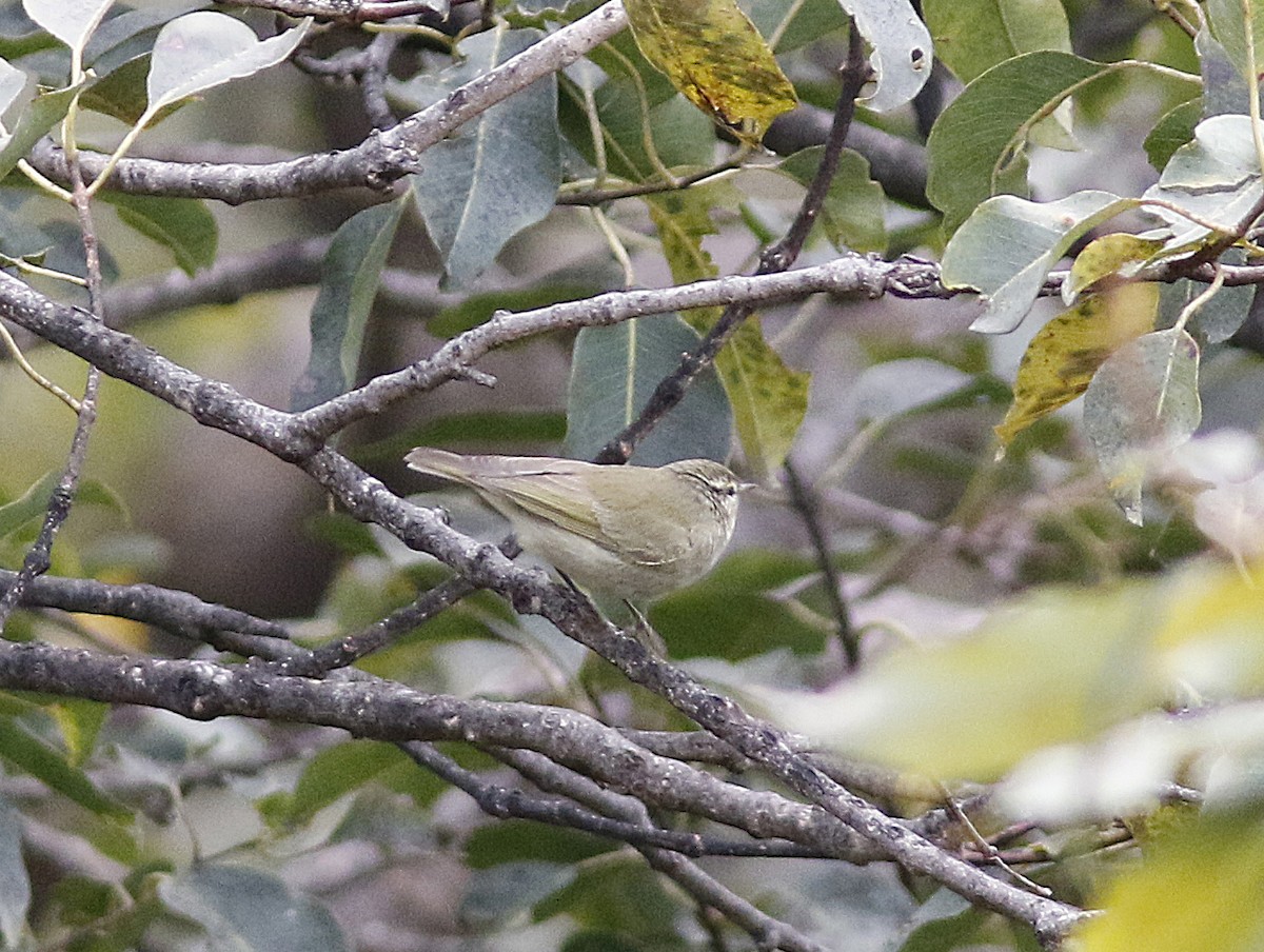 Tytler's Leaf Warbler - ML190452311