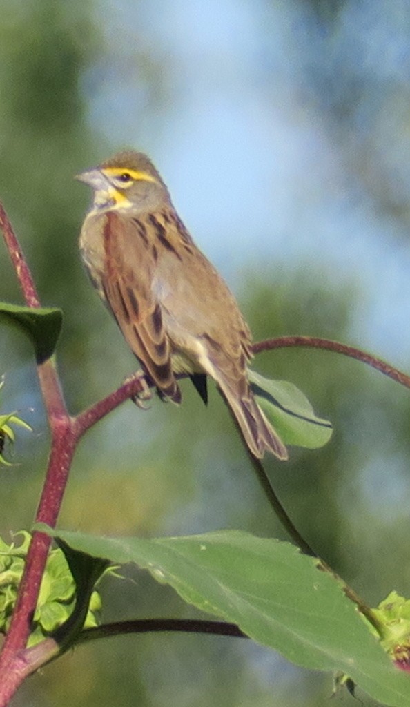 Dickcissel - ML190453191