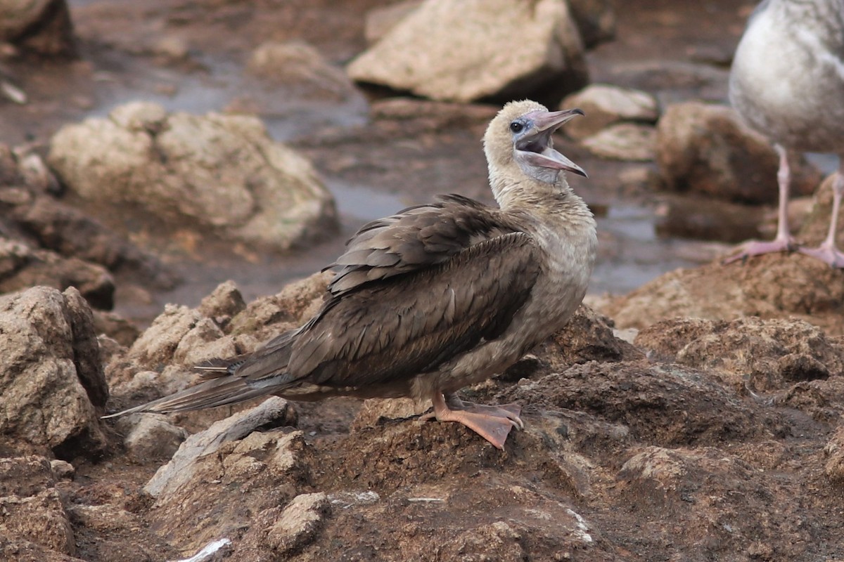 Red-footed Booby - ML190455671