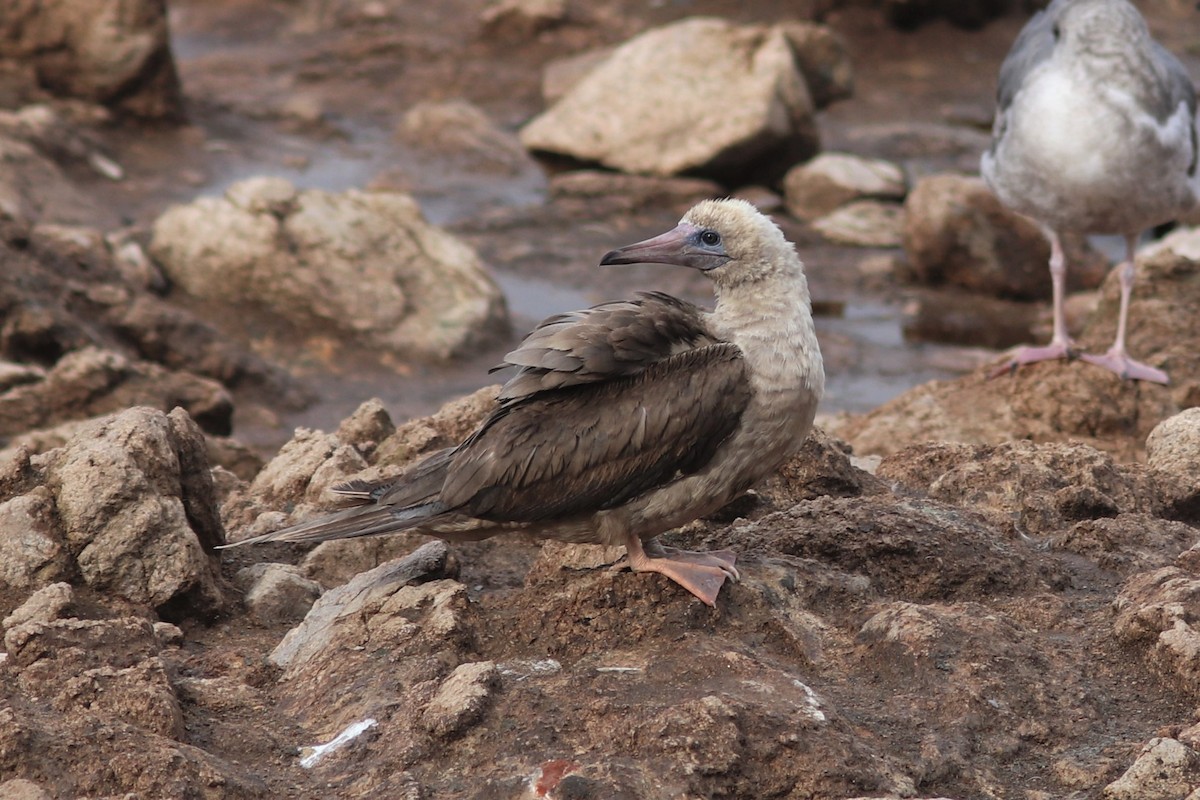 Red-footed Booby - ML190455681