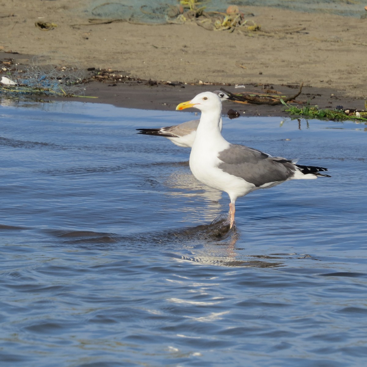 Western Gull - ML190456391