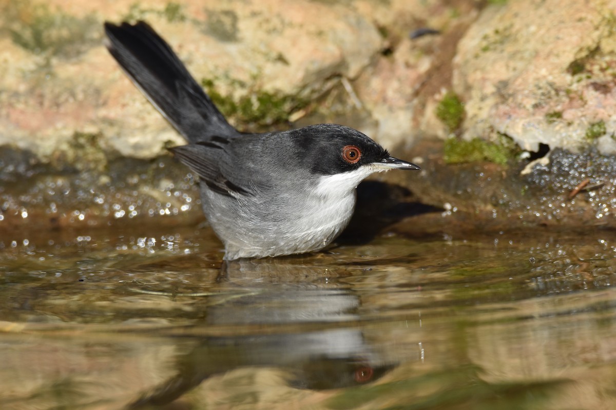 Sardinian Warbler - ML190460231