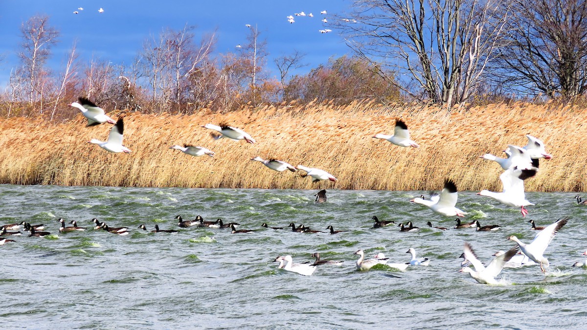 Snow Goose - ML190460261