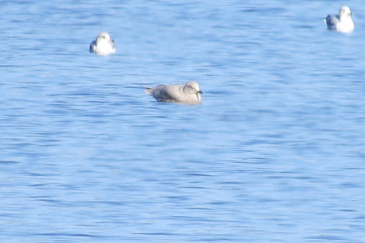 Iceland Gull - ML190462301