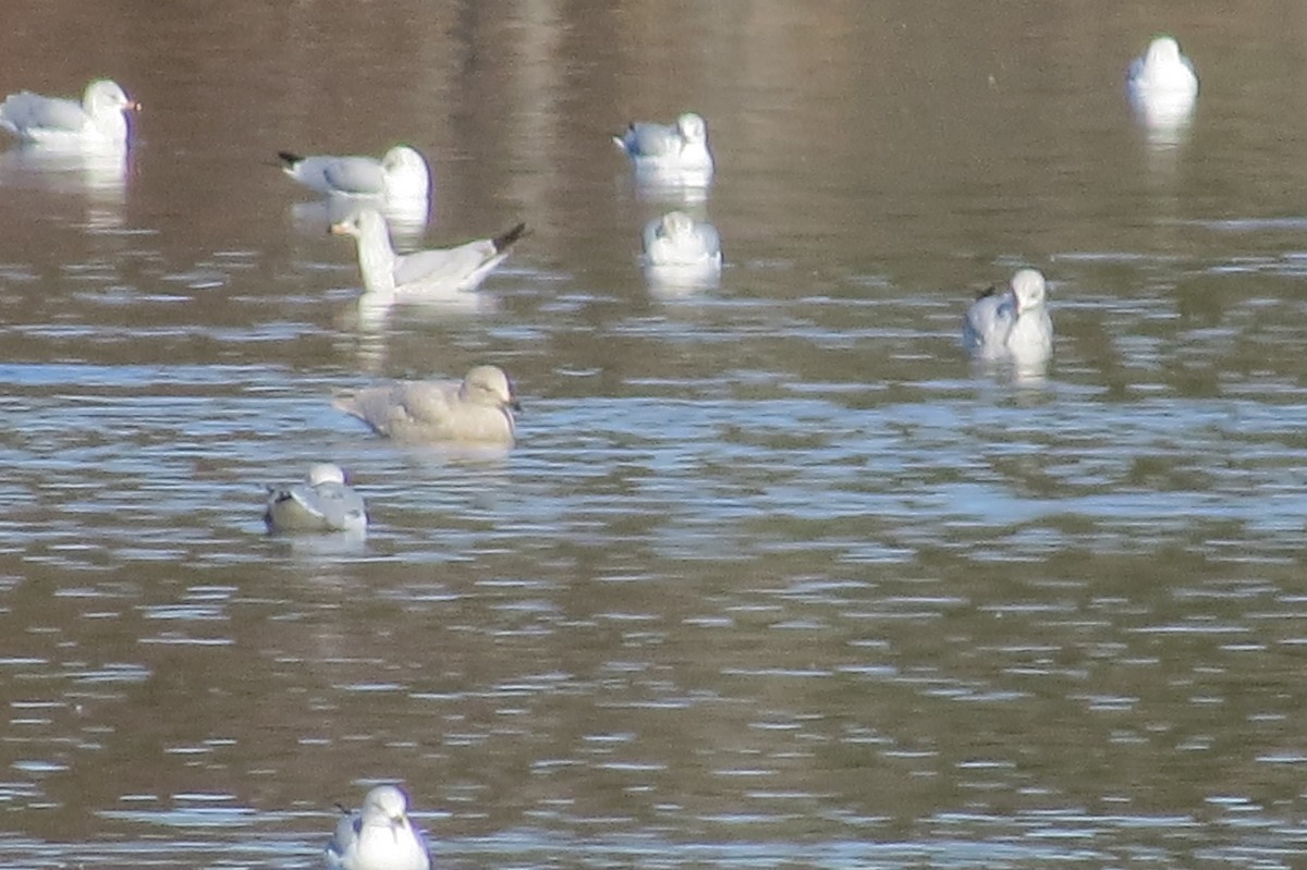 Iceland Gull - ML190462321