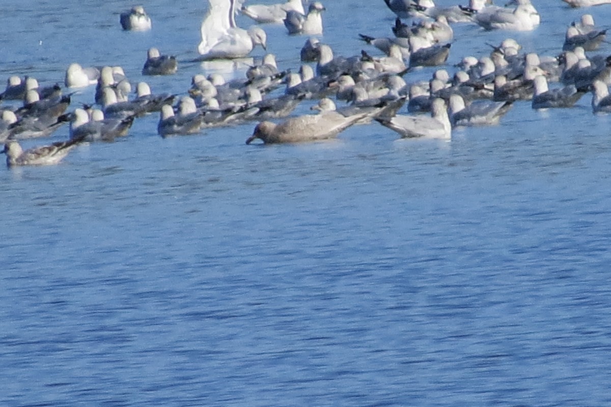 Iceland Gull - ML190462351