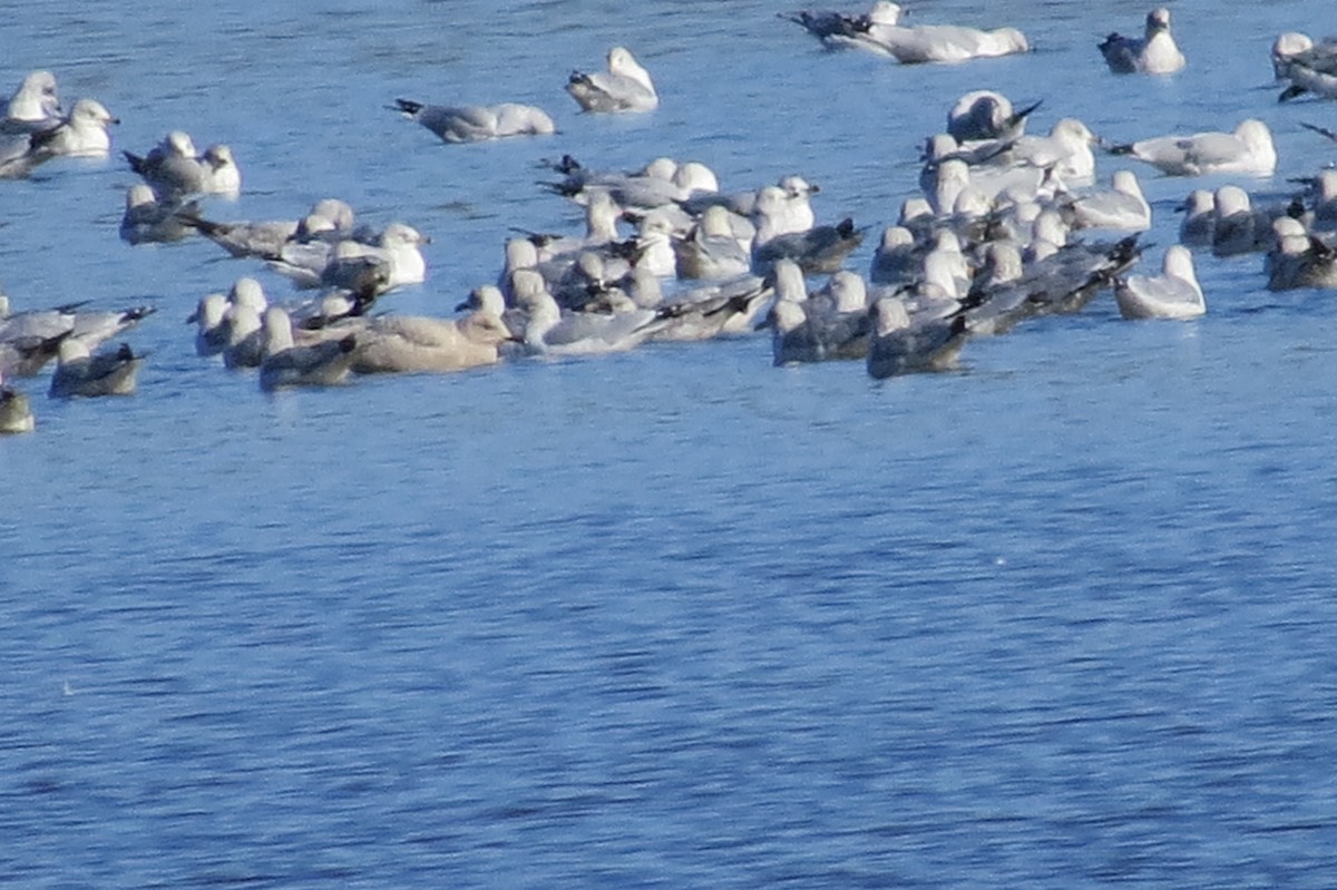 Iceland Gull - ML190462371