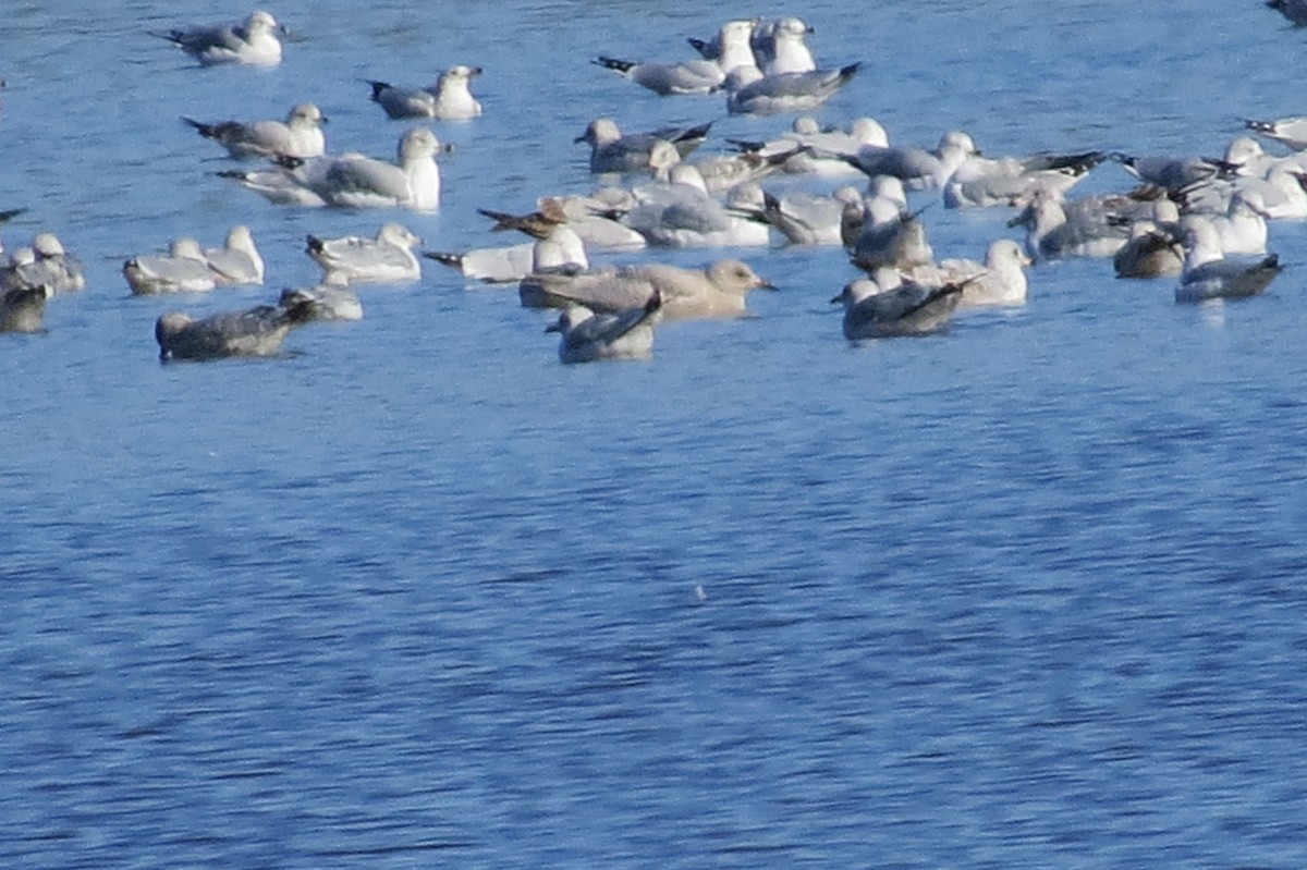 Iceland Gull - ML190462381